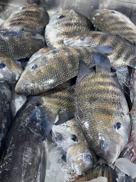 Karimeen