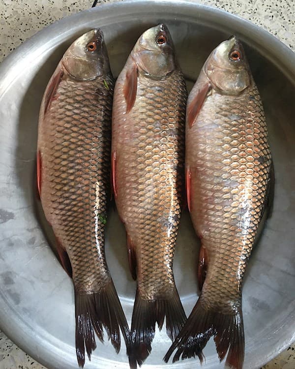Rohu