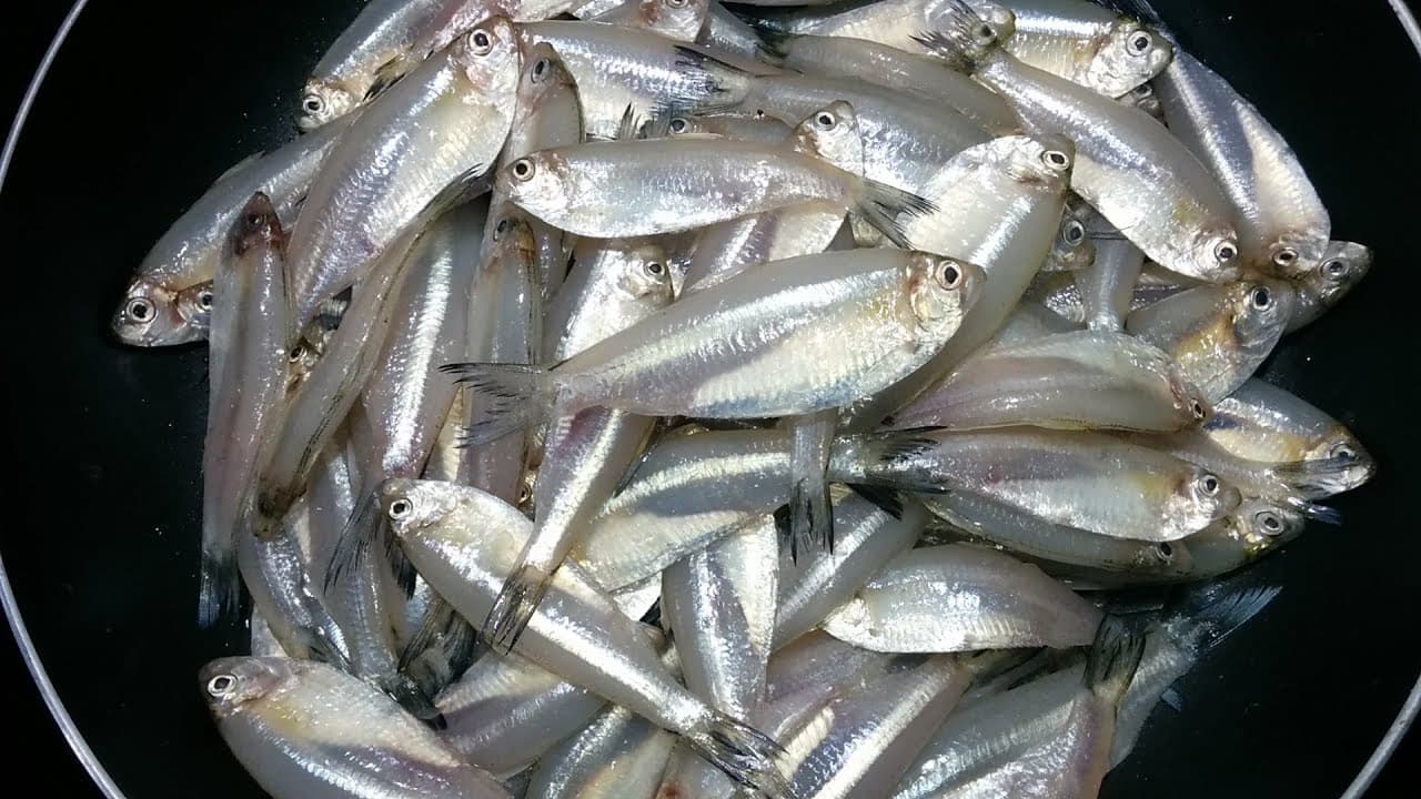 Kozhuvapaara